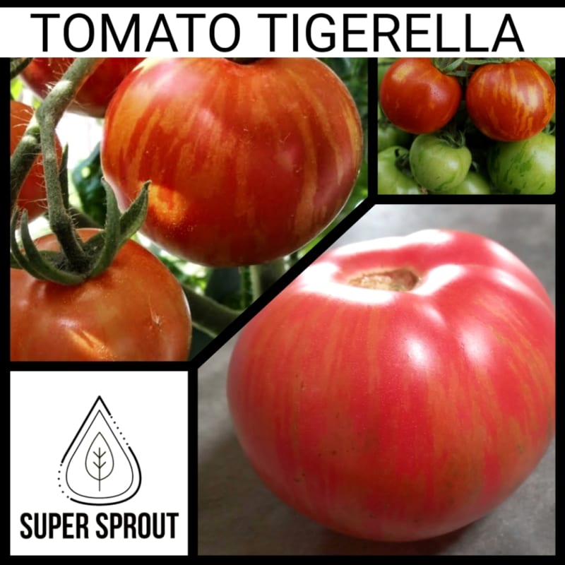 TOMATO TIGERELLA x 15 organic seeds