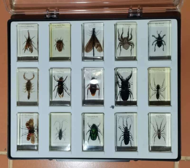 ORIGINAL COMPLETE SET OF BIG INSECTS IN RESIN. NATIONAL GEOGRAPHIC. BEAUTIFUL. 4