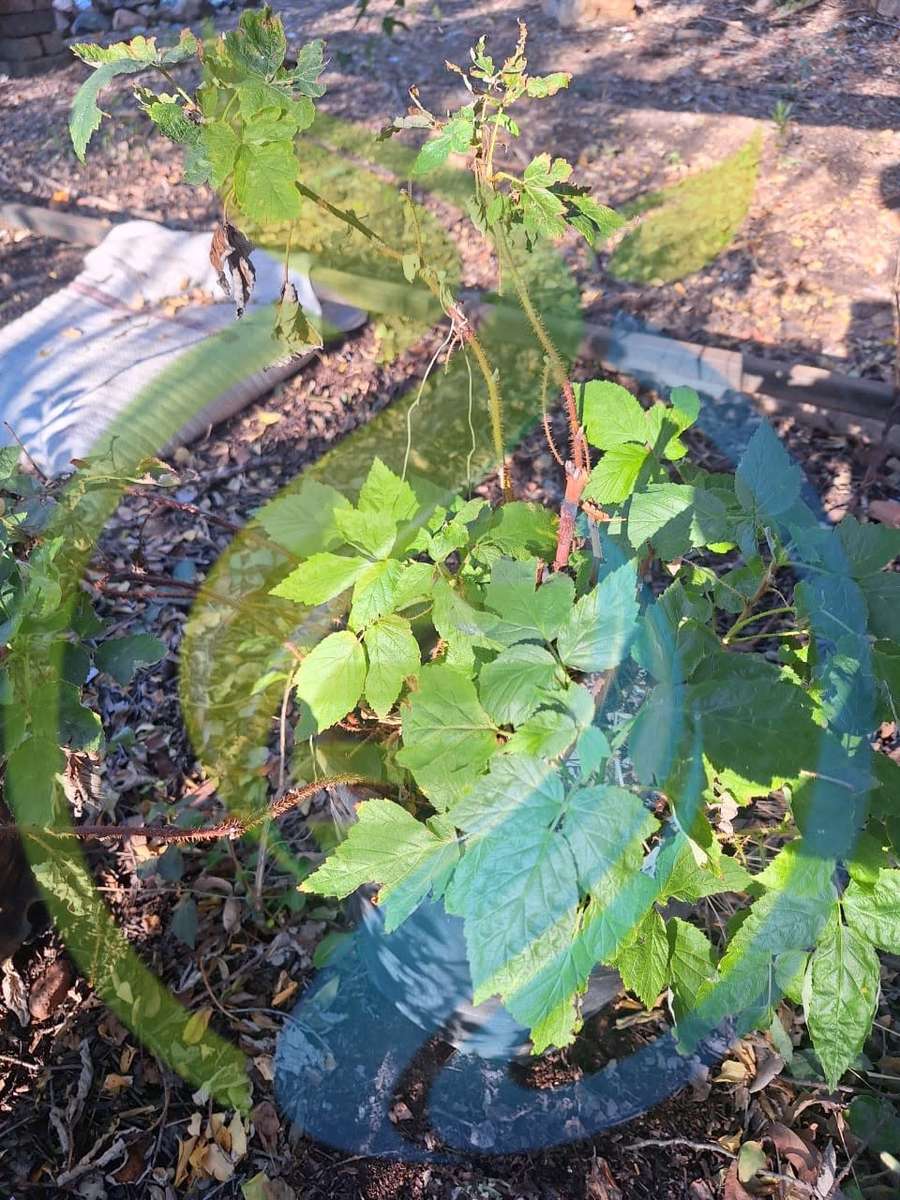 Fruits Raspberry Established plant for sale in Pretoria / Tshwane (ID