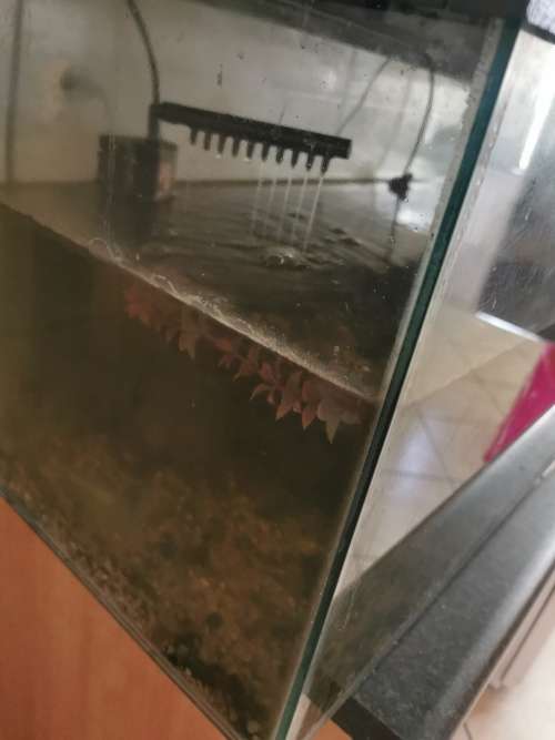 Aquariums & Tanks 3 foot big fish tank was listed for R800.00 on 7