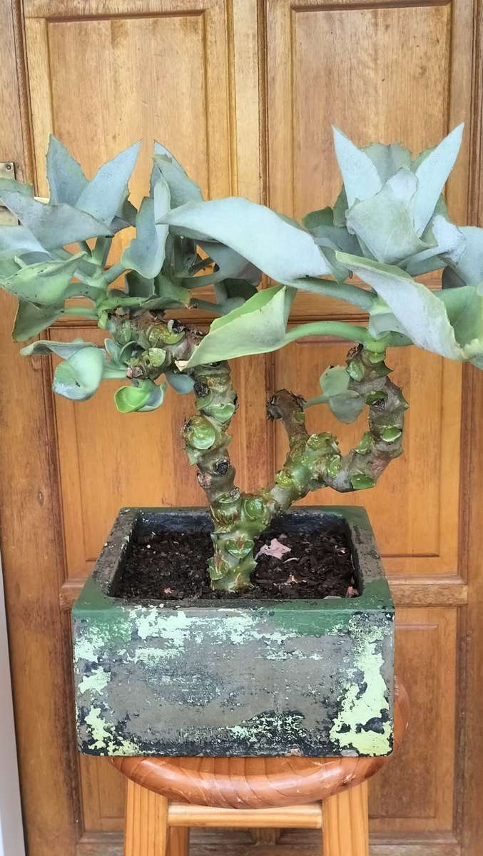 Bonsai Magnificent Kalanchoe Beharensis Bonsai 2000 60cm for sale