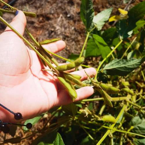 Vegetables Bean Soya (50 Seeds) for sale in Pretoria / Tshwane (ID614908843)