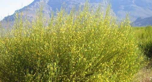 Shrubs - ROOIBOS SEEDS ASPALATHUS LINEARIS- 100 ROOIBOS SEEDS was sold