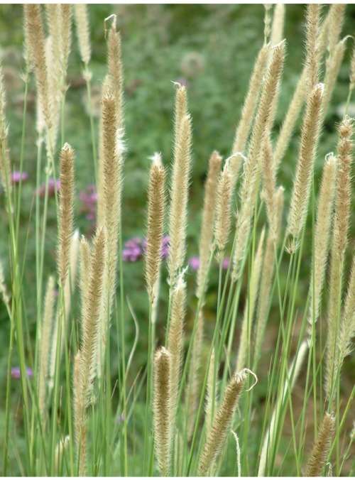 Grasses - Pennisetum Seeds Macrourum - 10 Pennisetum Seeds was sold for ...