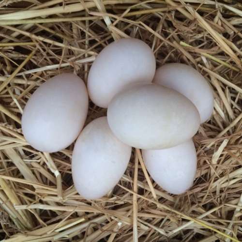 Poultry & Waterfowl Supplies Fertile Pekin Duck Eating Eggs