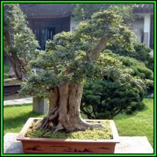 Bonsai - Sophora japonica - Japanese Pagoda Tree Bonsai - 10 Seeds ...