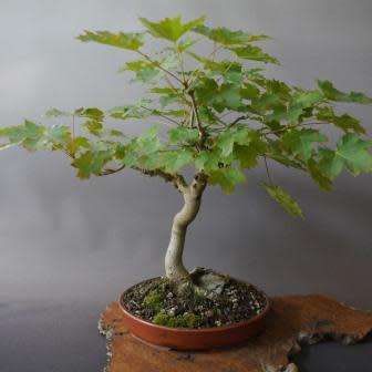 Bonsai Acer Saccharum Sugar Maple Bonsai Seeds Free Gifts Seeds Bonsai Ebook New Was Listed For R8 50 On 13 Nov At 05 46 By Seeds And All In Port Elizabeth Id