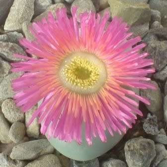 Argyroderma Subalbum / 20 Seeds Per Pack - Foto 3