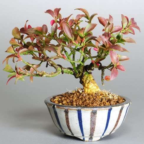 Bonsai Euonymus Alatus Burning Bush Bonsai 5 Seed Pack New Was Listed For R25 00 On 7 Nov At 16 01 By Seeds And All In Port Elizabeth Id