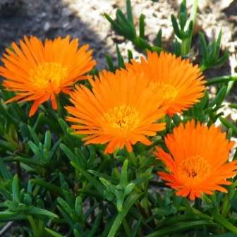 Cacti & Succulents - Lampranthus glaucoides Seeds - Indigenous Endemic ...