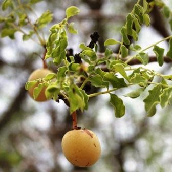 Trees - Sclerocarya birrea subsp. caffra - Marula Tree Seeds ...