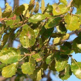 Trees - Ficus Glumosa - African Rock-fig - 10+ Seed Pack - Indigenous 