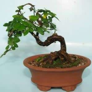 tickey creeper plant tickey creeper plant