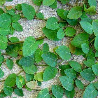 tickey creeper plant tickey creeper plant