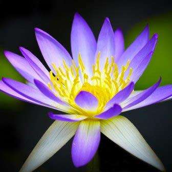 Aquatic Plants - 5 Blue Water Lily - Nymphaea violacea Seeds - Buy ...