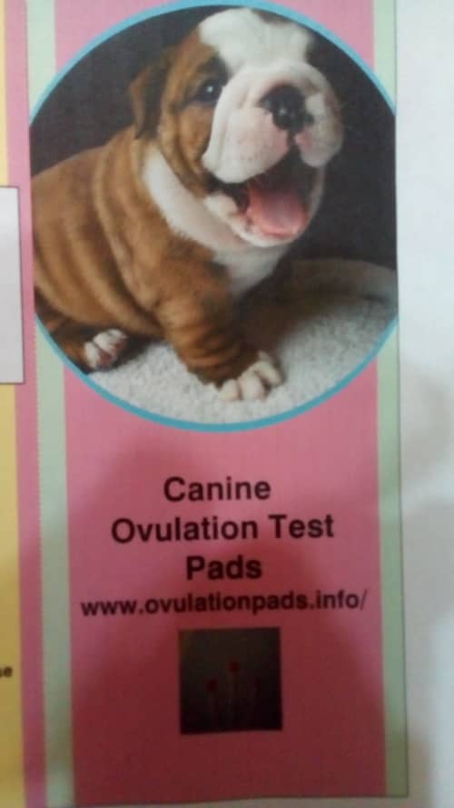 canine ovulation pads