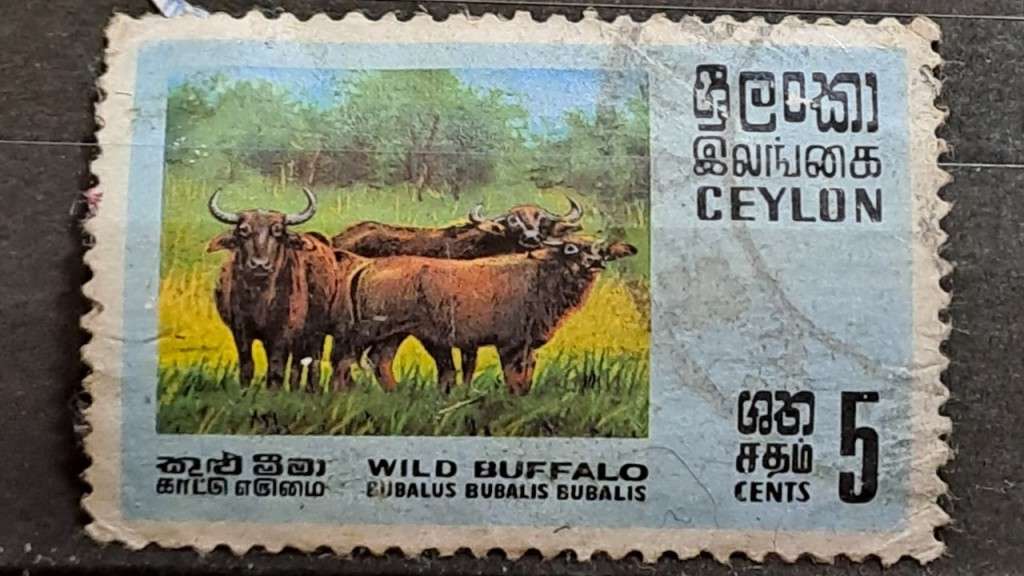 Sri Lanka - 1970 - Ceylon (Sri Lanka) - 5 - Wild Buffalo for sale in ...