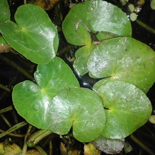 Aquatic Plants Nymphoides thunbergiana (live plant, bare root) see
