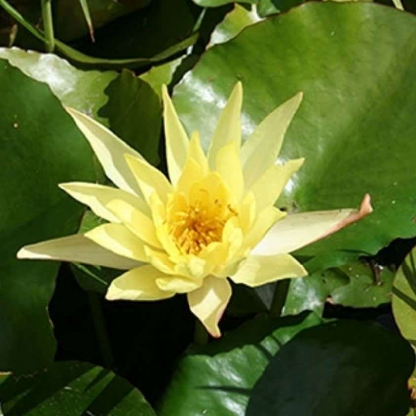Aquatic Plants Yellow waterlily (live plant, bare root) See