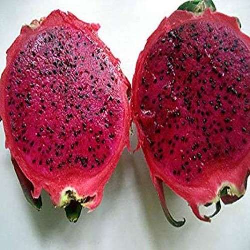 Fruits Ruby Red Dragon Fruit Cuttings for sale in Fochville (ID