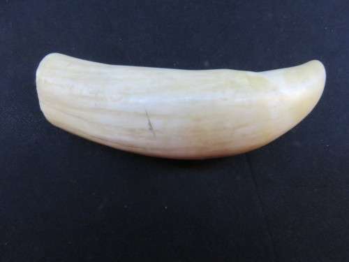 Other Antiques & Collectables - VINTAGE WHALE TOOTH, for sale in Durban