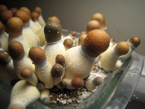 Other Garden, Patio \u0026 Pets - Psilocybe cubensis : Penis ...