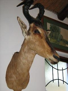 Unusual Items - TROPHY SHOULDER MOUNT RED HARTE BEEST was listed for R1 ...