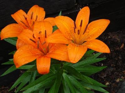 Annuals - orange lilies ( 5 seeds in pack) was sold for R5.00 on 24 Sep ...