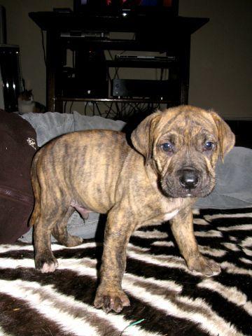 boerboel rhodesian crossing ridge puppies puppy