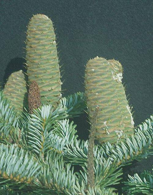 Evergreen Abies alba 10 seeds "Silver fir" Christmas tree seed was sold for R15.00 on 3 Mar at