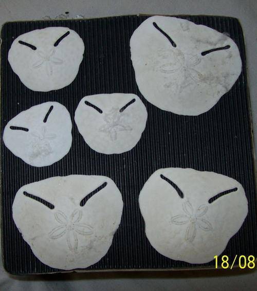 Other Antiques & Collectables PLETENBURG BAY PANSY SHELLS X 6 was