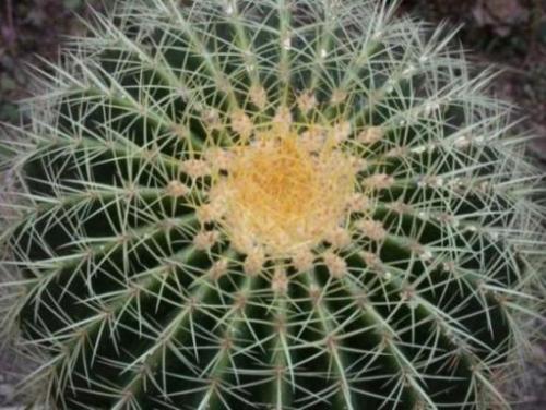 echinocactus grusonii