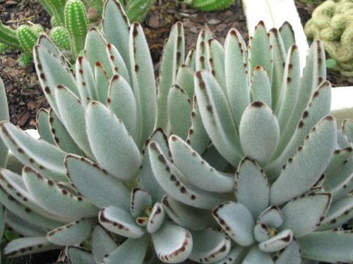 Plants - Kalanchoe tomentosa 