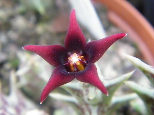 orbea semitubiflora