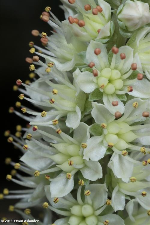 orostachys flower