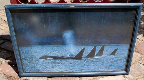 Whale Picture in Blue Picture Frame