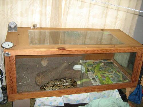 Reptile Supplies - Boa constrictor snake Almost 3 meters and cage was ...