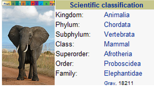 elephant information
