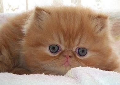 Other Pets - 6 weeks old PERSIAN KITTENS FOR SALE was sold for R900.00 ...