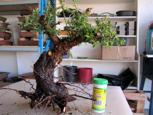 cotoneaster bonsai root development
