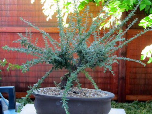 cotoneaster bonsai rock spray root growth leca