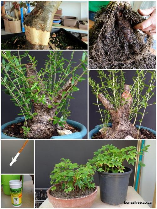 bonsai yamadori rooting hormone cuttings dynaroot