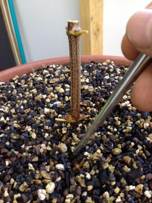 vermiculite cutting medium