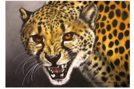 Lead Pencil - CHEETAH 12 in colour - original sketch 