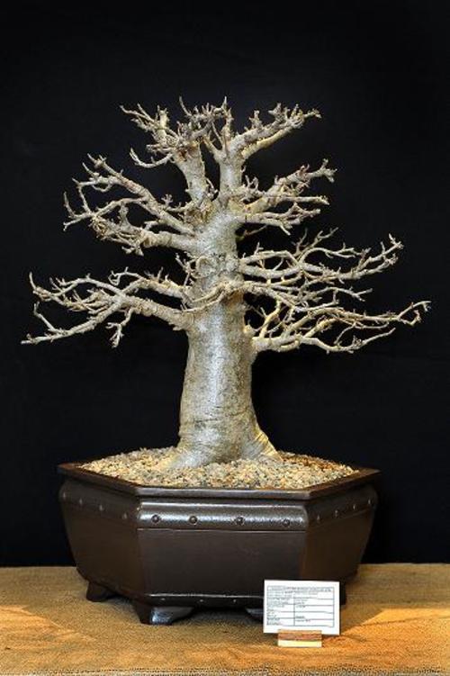 Other Gardening & Plants Baobab Bonsai young plants For
