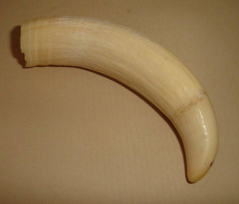 Ivory & Bone - SPERM WHALE TOOTH from BLISFUL was sold for R200.00 on ...