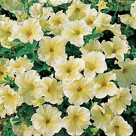 Annuals - PETUNIA PRISM SUNSHINE - 20 PETUNIA SEEDS was sold for  on  28 Oct at 02:02 by lavenderhaven in Bedford (ID:305662296)