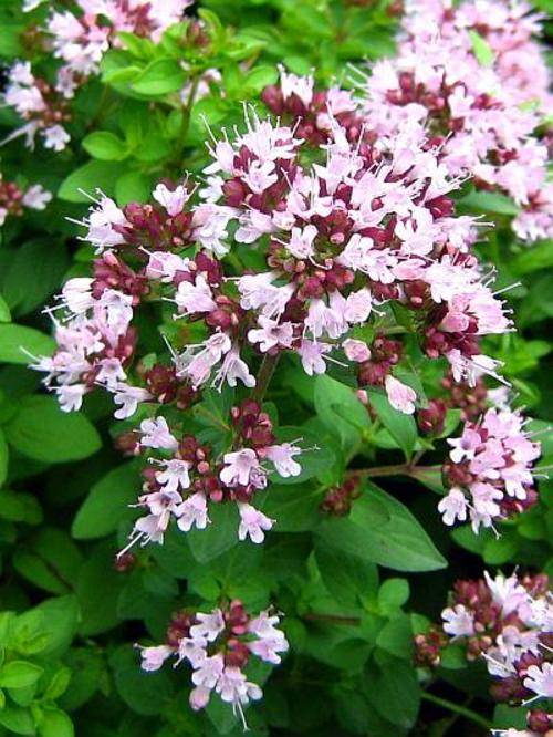 Herbs OREGANO WILD MARJORAM SEEDS 100 OREGANO SEEDS