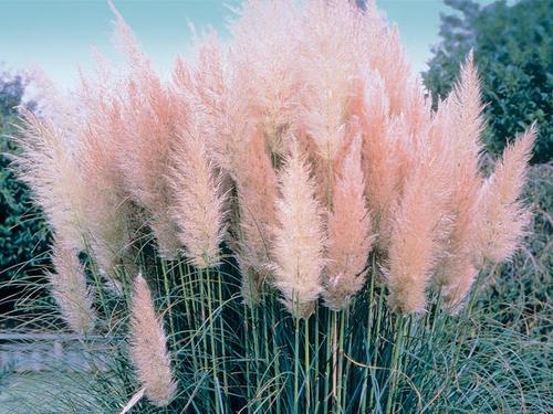 Pampas Grass Seeds, Pink