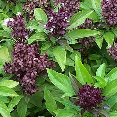 Seeds - BASIL SEEDS THAI SIAM QUEEN - 100 BASIL SEEDS was sold for R5 ...
